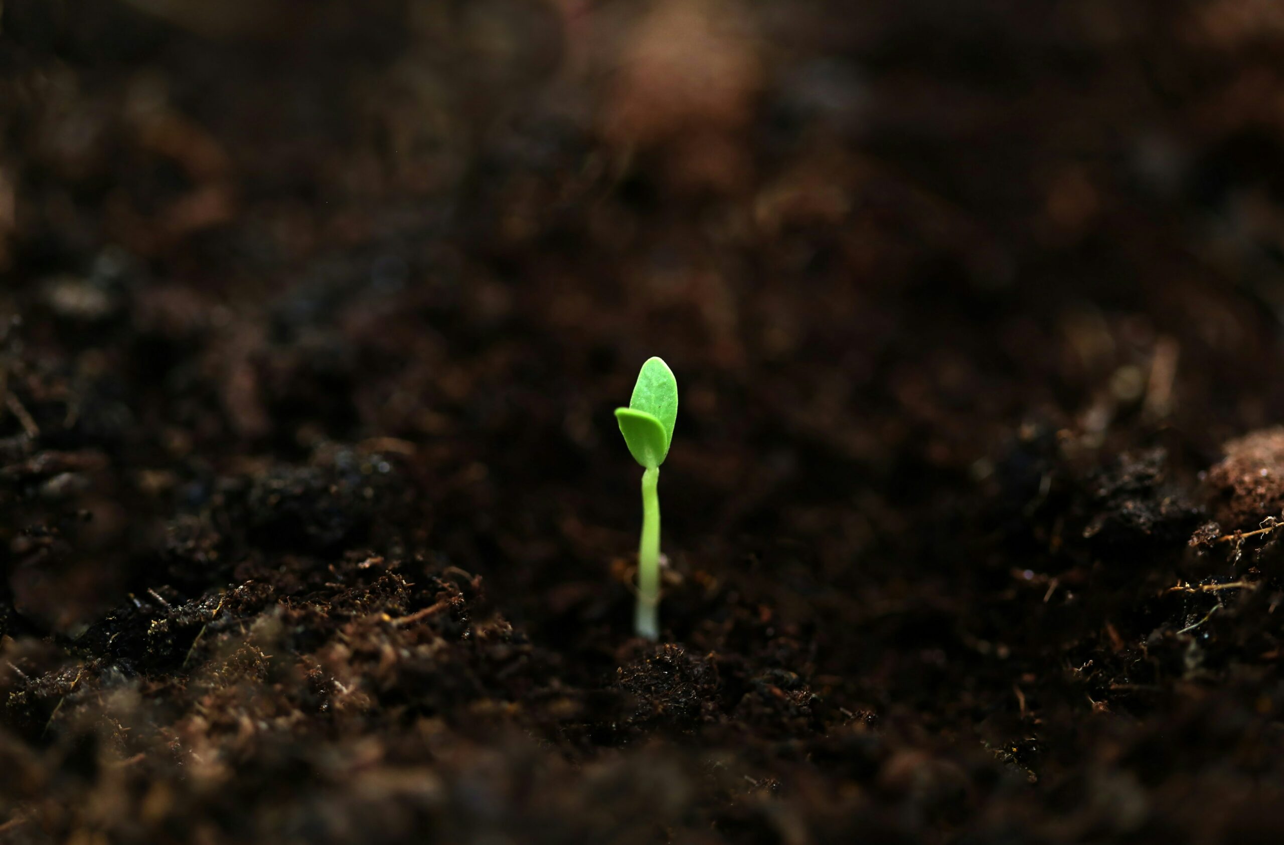 Pre-Seed vs Seed